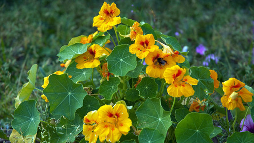 2013-grosse-kapuzinerkresse-Wouter Hagens-wiki