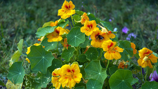 2013-grosse-kapuzinerkresse-Wouter Hagens-wiki