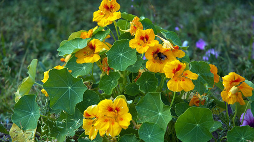 2013-grosse-kapuzinerkresse-Wouter Hagens-wiki