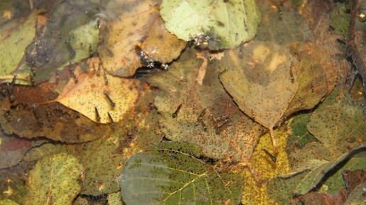 Ochlerotatus cantans Larven Werner 2011