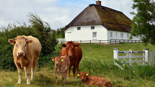 Pellworm4 kuehe www nordseetourismus de lehnerfoto de