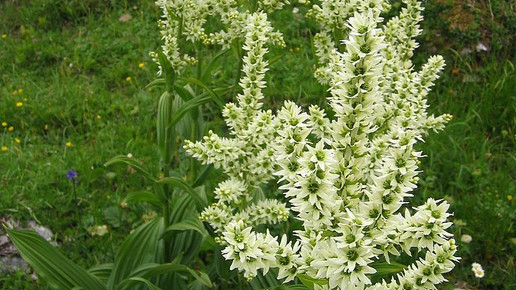 Veratrum album Tigerente Wikipedia GFDL CC BY 2.5