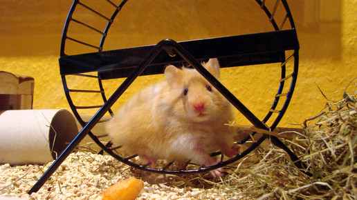 hamster Th Reinhardt pixelio de
