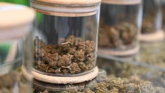 Cannabis-Diebstahl: „Es ist eine Katastrophe“ Cannabis-Diebstahl: „Es ist eine Katastrophe“