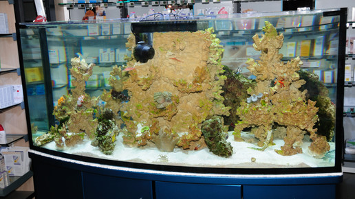 aquarium8 nelken-apo