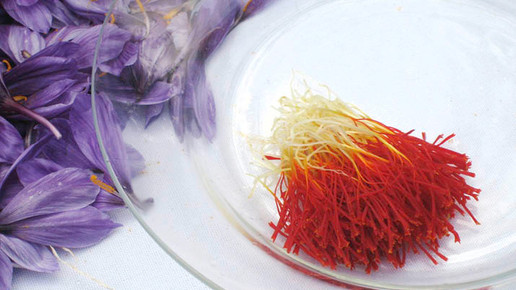 ernte safran afghanistan klenk 6 03