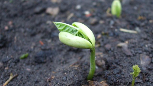 gartenbohne keim thomas then cc by sa 30 wiki