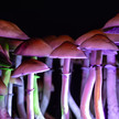 Psilocybin: Von der Droge zum Antidepressivum Magic Mushrooms die mir violettem Licht angestrahlt werden.