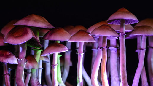 Magic Mushrooms die mir violettem Licht angestrahlt werden.