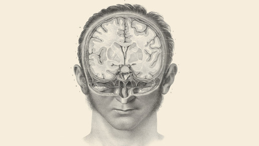 Fatigue: Forscher entschlüsseln Hirnmechanismen
