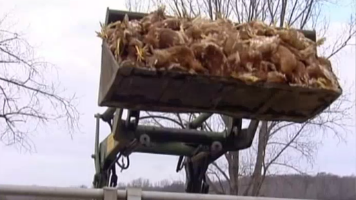 Europajournal Novartis Studien Polen Vogelgrippe Daserste