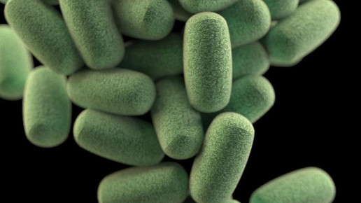 clostridium difficile haufen CDC