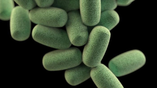 clostridium difficile haufen CDC