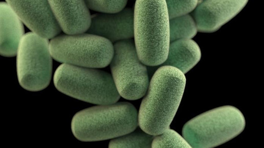 clostridium difficile haufen CDC