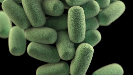 clostridium difficile haufen CDC