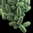 clostridium difficile haufen CDC Atherosklerose: Darmbakterien im Visier