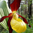 gelber frauenschuh Cypripedium calceolus wiki Sammeln bedroht Heilpflanzen