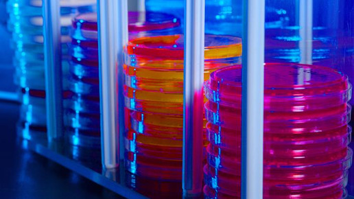 petrischalen CDC Melissa Dankel