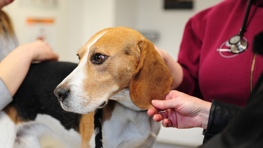 Notdienst: Tierärzte kriegen mehr Geld