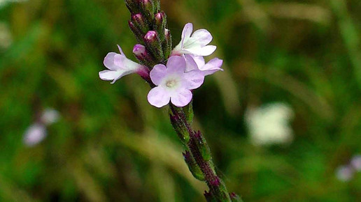 Verbena officinalis eisenkraut wiki HZell ccbysa30
