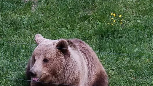 braunbaer facebook tierpark hirschfeld