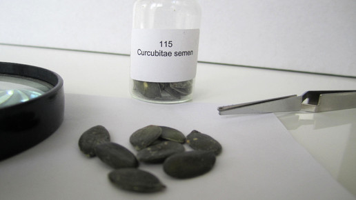 Cucurbitae semen 2 aa