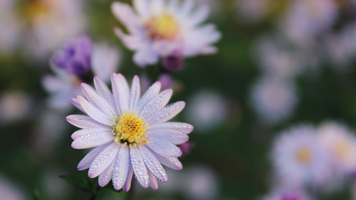 finalistin11 blumen claudia lippert