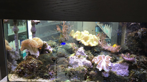 Neustaedter-Apotheke2