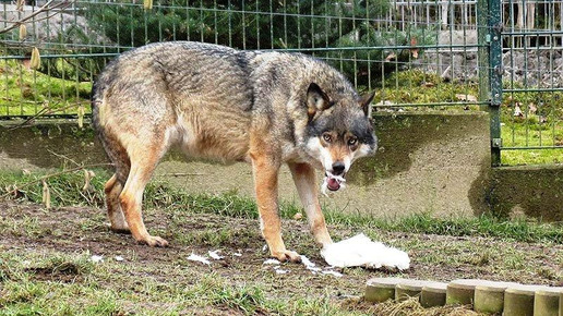wolf tierpark hirschfeld