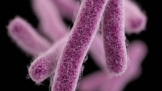 Shigella CDC James Archer