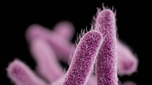 Shigella CDC James Archer