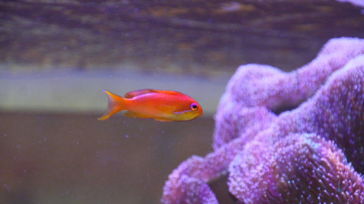 aquarium25 apo dr aurnhammer