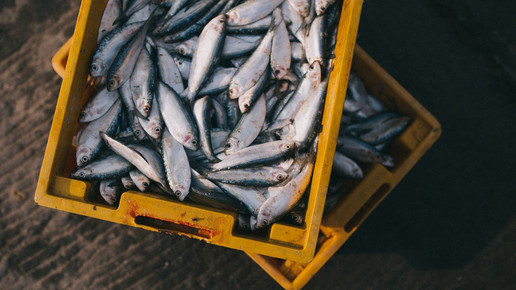 Omega-3 schützt nicht vor erneutem Herzinfarkt