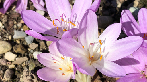 Colchicin für Herzinfarkt-Patienten?