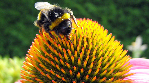 Bumblebee-Echinacea-Pollen-wiki-johan-CC BY-SA 3 0