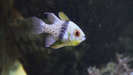 aquarium14 apo dr aurnhammer