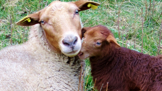 schafe martina braun