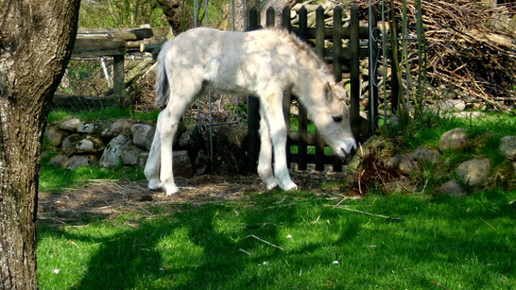 fjordpferd fohlen fjordhof tostedt