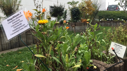 garten pta schule koeln