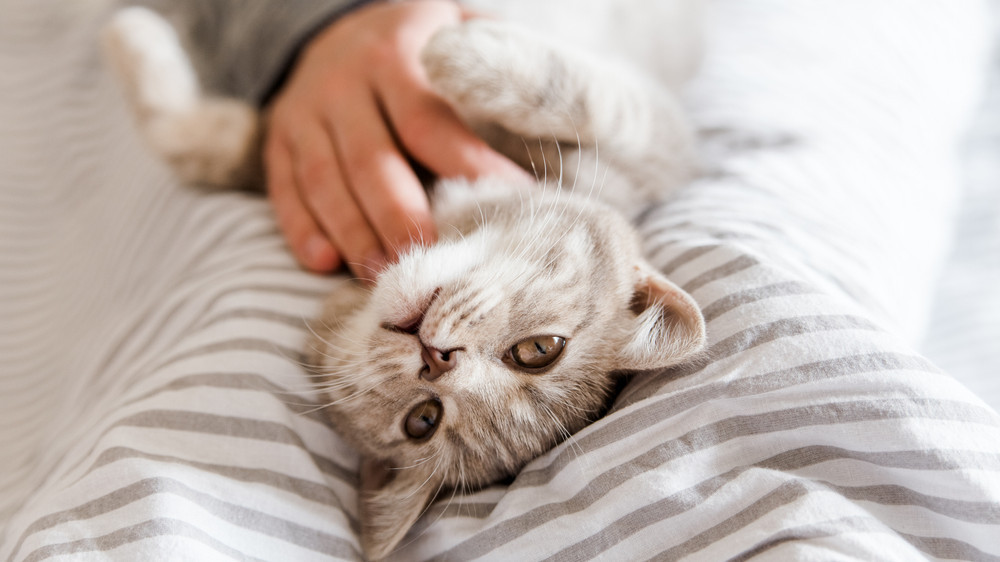 Kann Eine Katze Bornavirus übertragen www.apotheke-adhoc.de