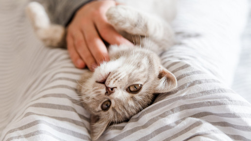 Borna-Virus: Risiko für Katzenbesitzer