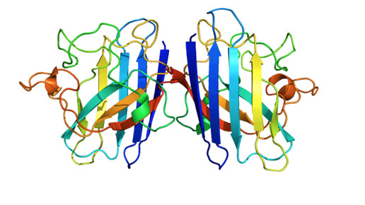 sod1 protein wikipedia cc by sa 3 0