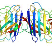 sod1 protein wikipedia cc by sa 3 0 Mit Kupfer gegen ALS