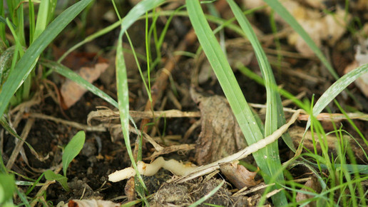 bandwurm Maja Dumat pixeliode