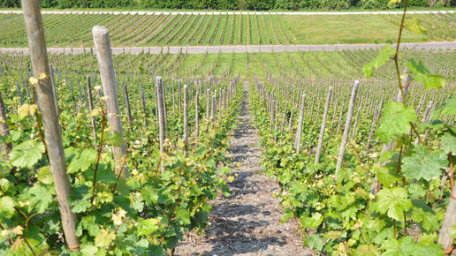 Schiefer-geht-nicht-1024x680