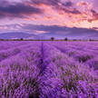 Fünf Aromatipps für Lavendel Fünf Aromatipps für Lavendel