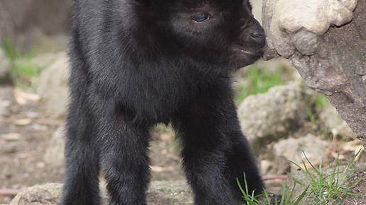 zicklein tierpark hirschfeld