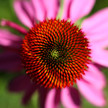 Sars-CoV-2: Echinacea reduziert Viruslast Sars-CoV-2: Echinacea reduziert Viruslast