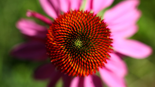 Sars-CoV-2: Echinacea reduziert Viruslast
