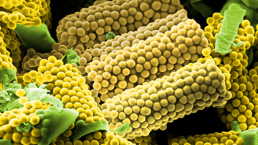 Arzneimitteltransporter Marc Schneider Nano Bio Net